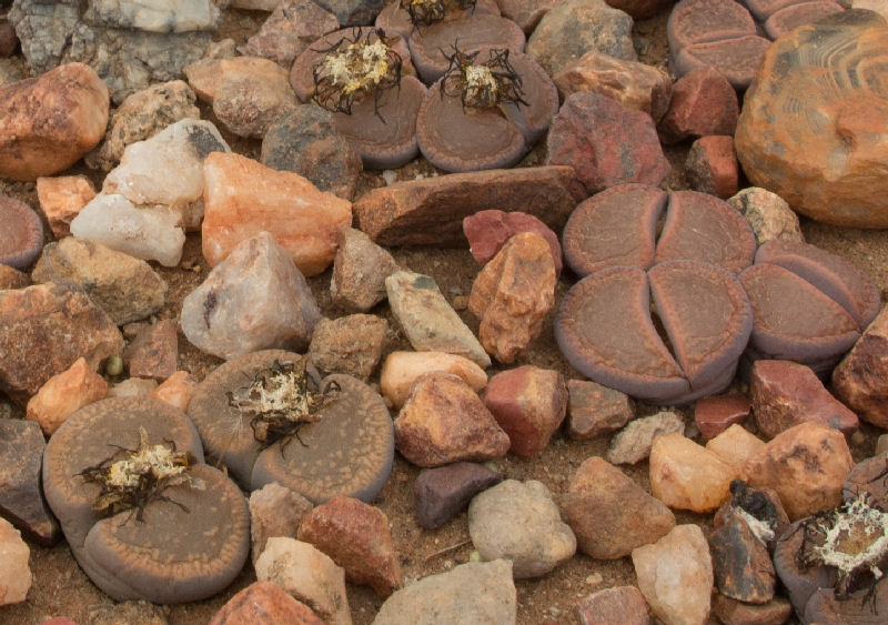 Lithops aucampiae ssp. aucampiae C003329