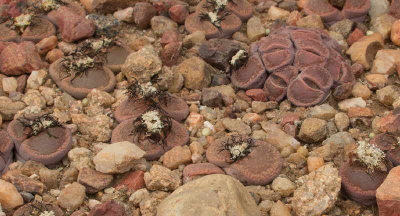 Lithops aucampiae ssp. aucampiae C012327