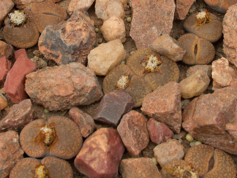 Lithops aucampiae ssp. aucampiae C061325