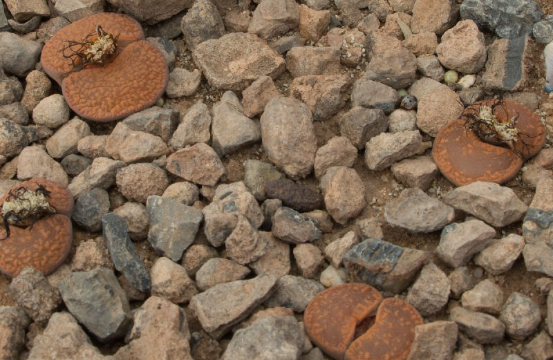 Lithops aucampiae ssp. aucampiae C117323