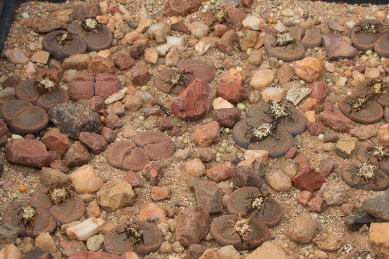 Lithops aucampiae ssp. aucampiae C257321