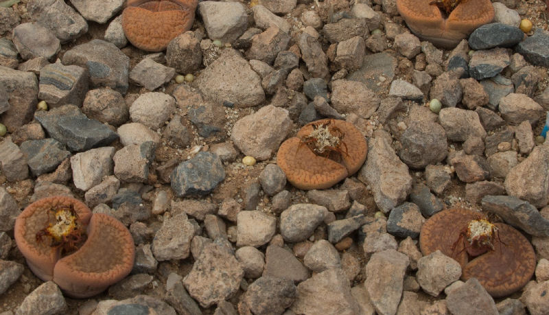 Lithops aucampiae ssp. aucampiae C333322