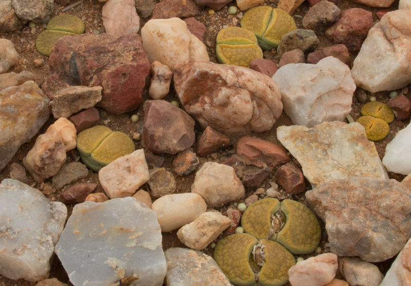 Lithops aucampiae "Jackson's Jade" C395