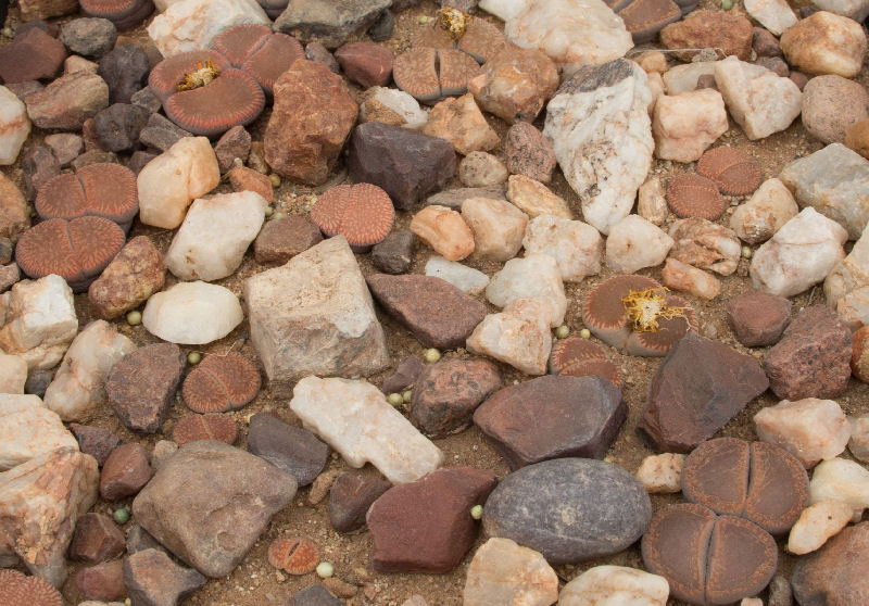 Lithops euniceae ssp. euniceae C048310