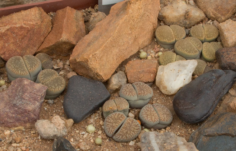 Lithops euniceae ssp. fluminalis C054307