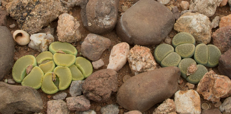 Lithops euniceae ssp. fluminalis f. jevel of the gariep 388 C054