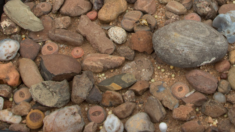 Lithops euniceae ssp. fluminalis C054309