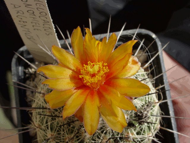 Thelocactus conothelos ssp. aurantiacus 