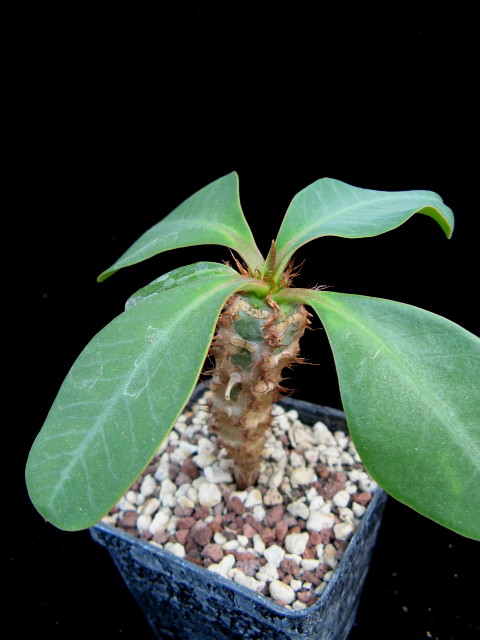 Euphorbia aureoviridiflora 