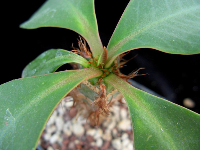 Euphorbia aureoviridiflora 
