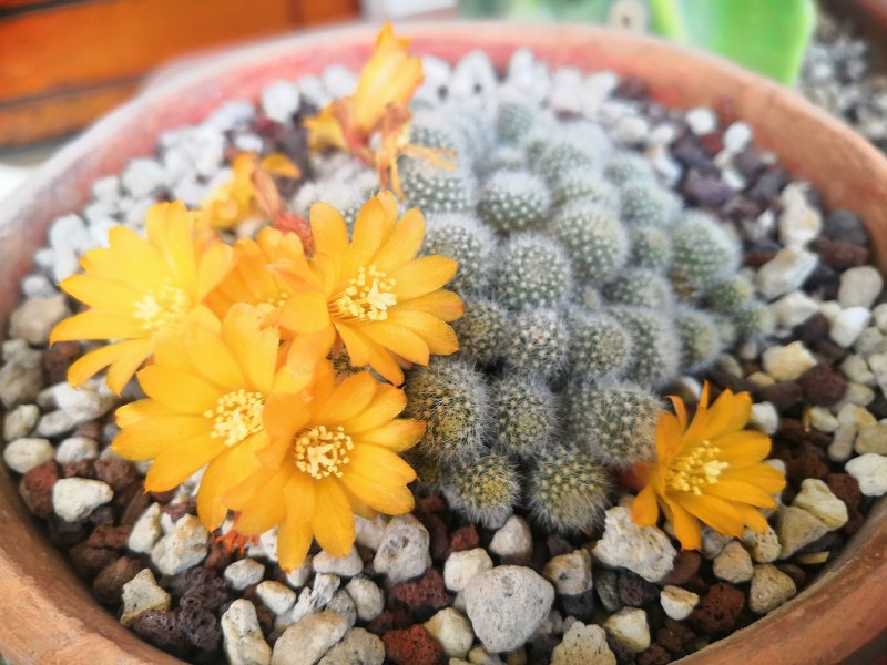 Rebutia fabrisii v. aureiflora 