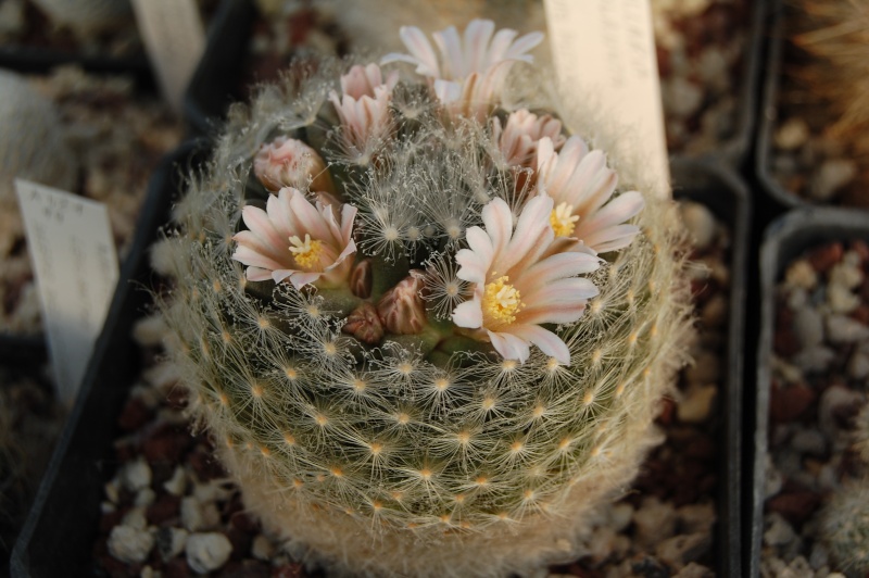 Mammillaria aureilanata 