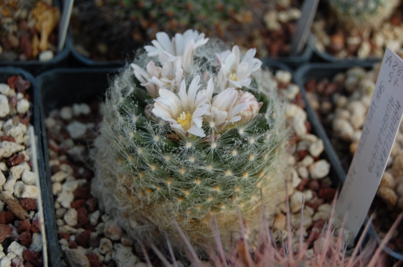 Mammillaria aureilanata 