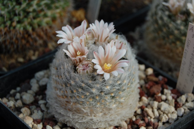 Mammillaria aureilanata 