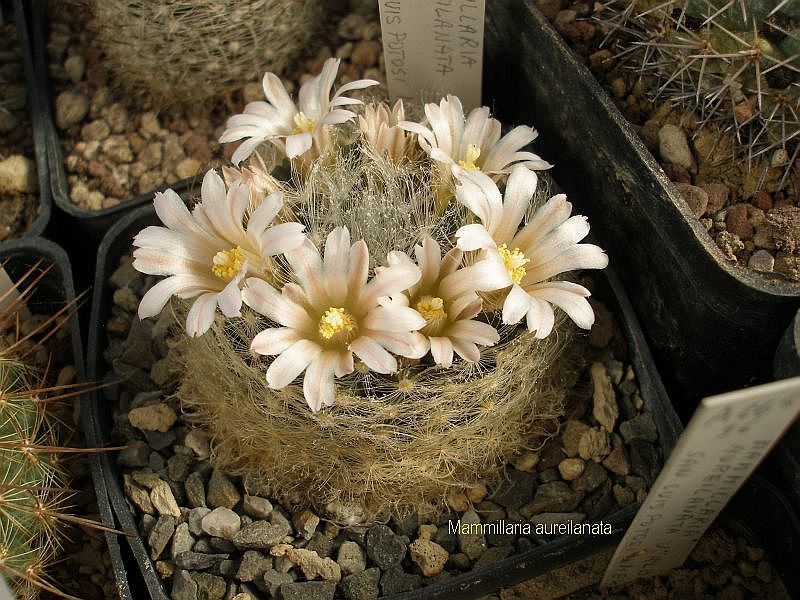 Mammillaria aureilanata 