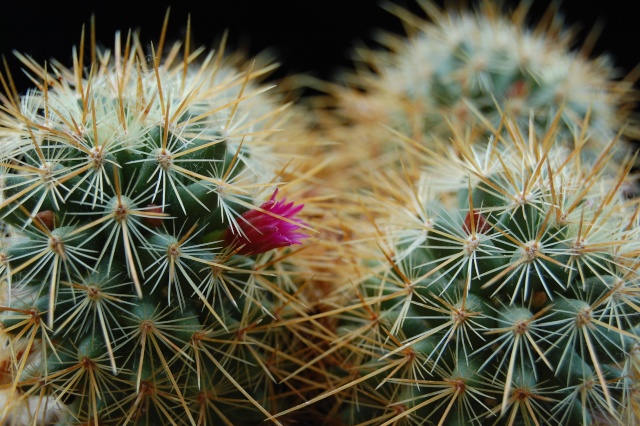 mammillaria rekoi ssp. aureispina 