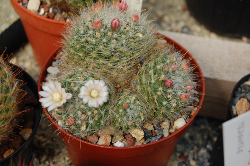 Mammillaria aureoviridis 