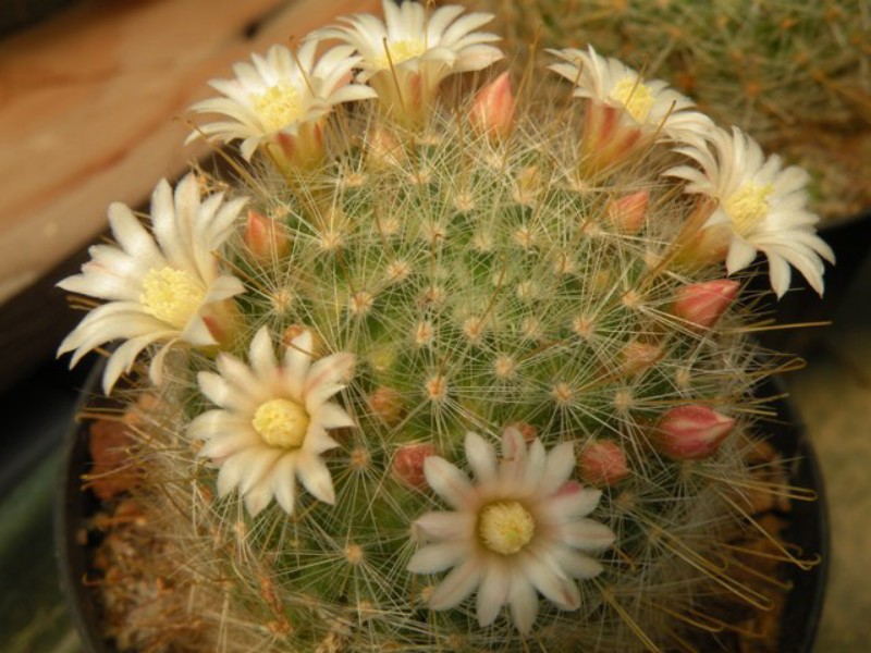 Mammillaria aureoviridis 