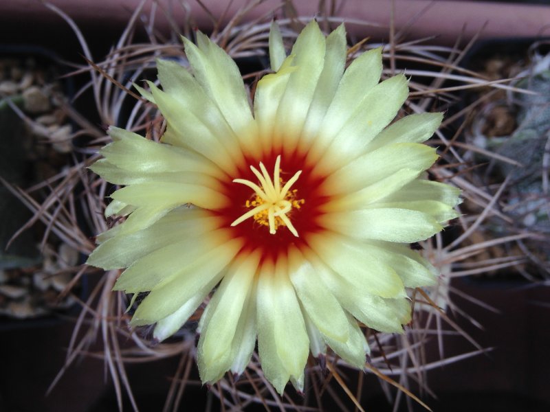 Astrophytum capricorne v. aureum 