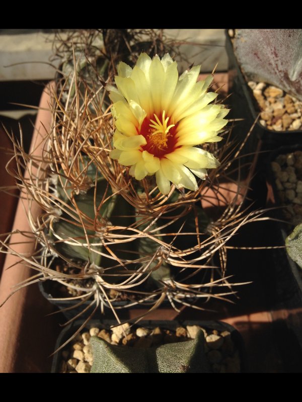 Astrophytum capricorne v. aureum 