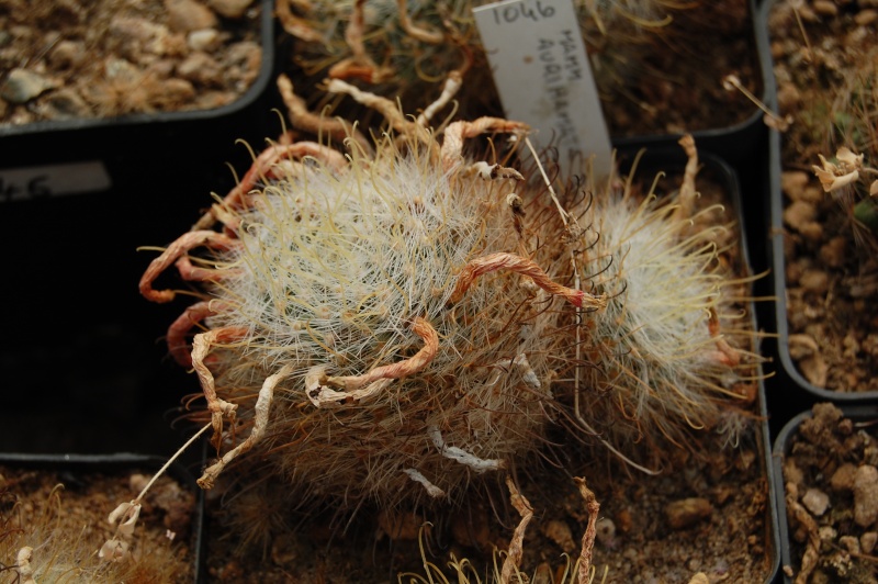 Mammillaria aurihamata 