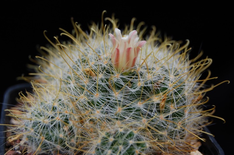 Mammillaria aurihamata 