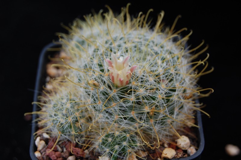 Mammillaria aurihamata 