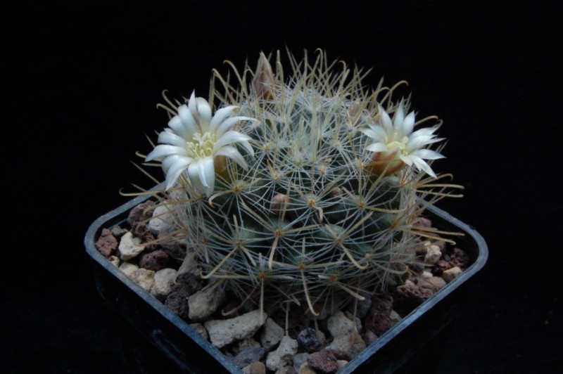 Mammillaria aurihamata AdB 1.41