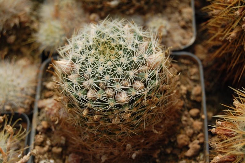 Mammillaria aurisaeta 