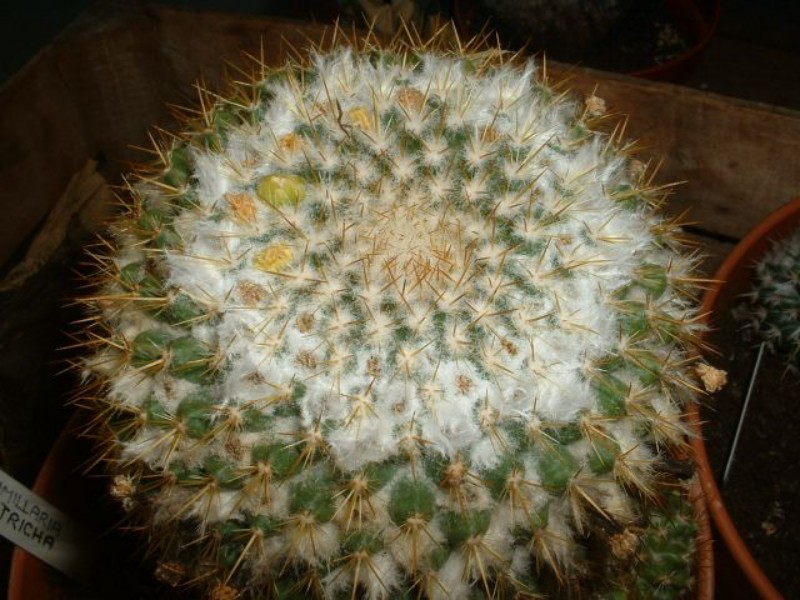 Mammillaria auritricha 