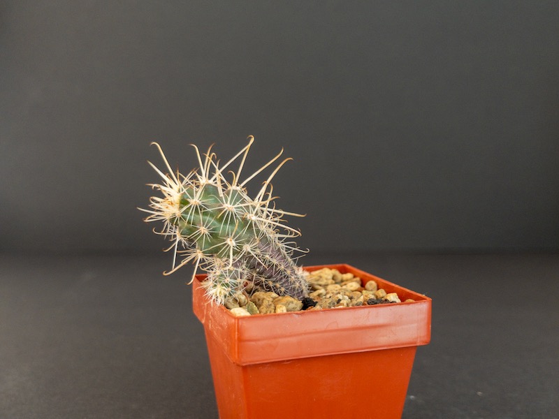 Austrocactus coxii SAR 3882