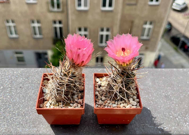 Austrocactus aonikenkensis 