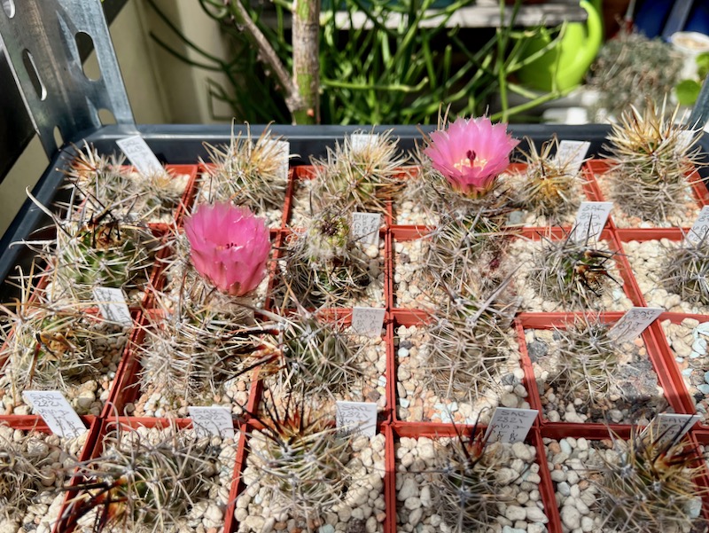 Austrocactus aonikenkensis 