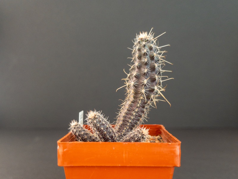 Austrocactus coxii SAR 1571