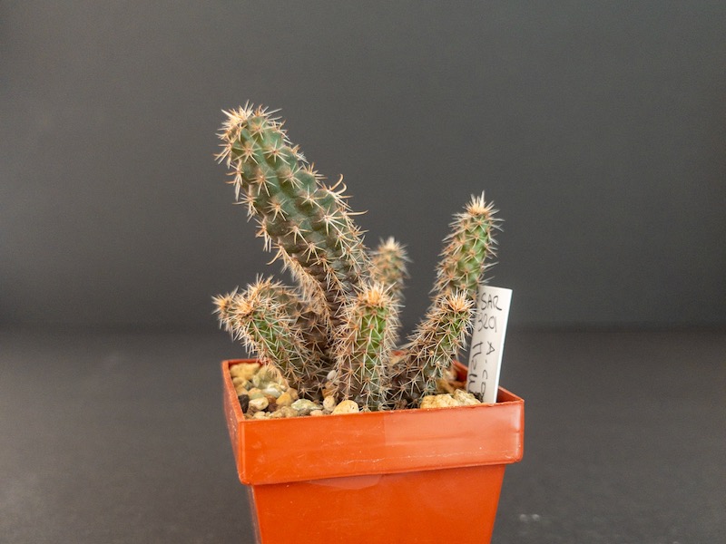 Austrocactus coxii SAR 3201