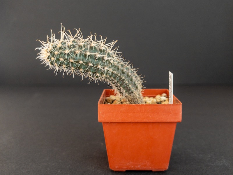 austrocactus coxii