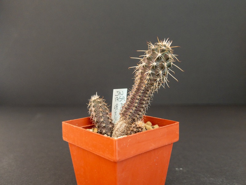 austrocactus gracilis