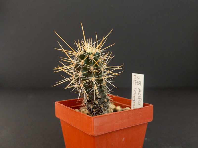 Austrocactus longicarpus JN1769