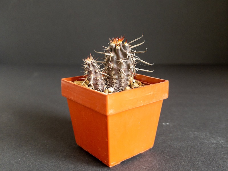 austrocactus longicarpus