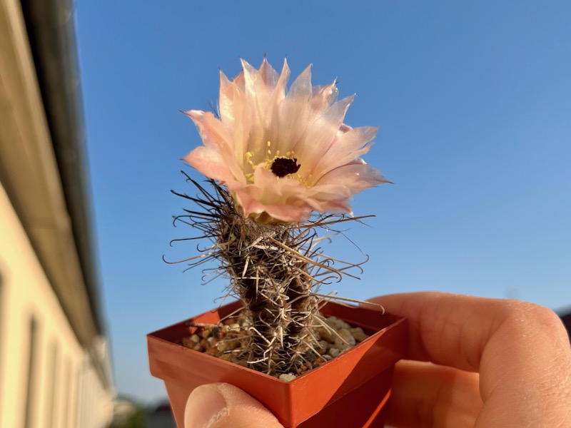 Austrocactus praecox 