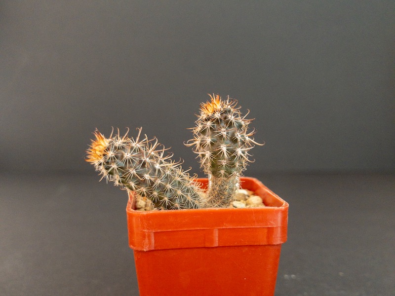 Austrocactus spec. SAR 1591