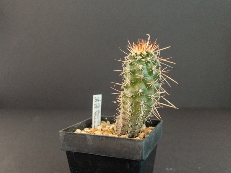 Austrocactus spec. SAR 2621