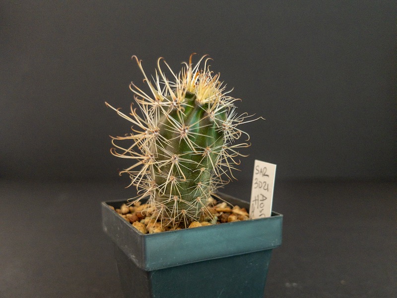 Austrocactus spec. SAR 3021