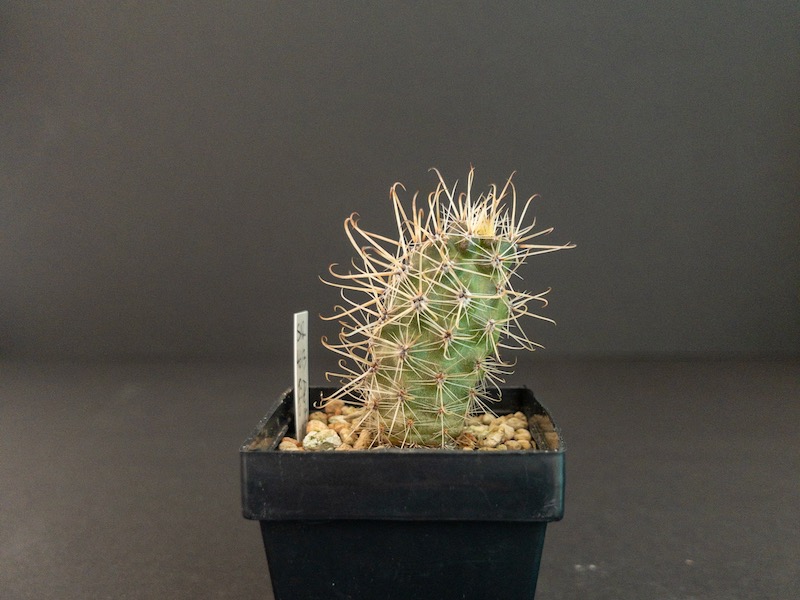 Austrocactus spec. SAR 4613