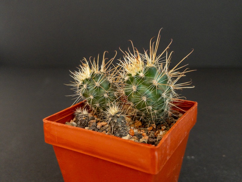 Austrocactus spec. SAR 7021