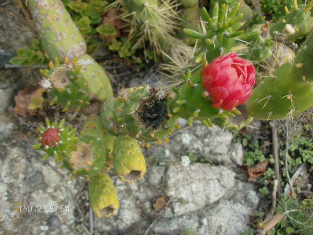 Cylindropuntia imbricata 