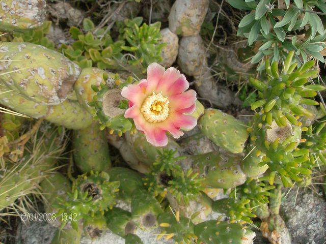 Cylindropuntia imbricata 