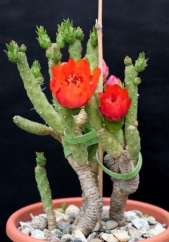 opuntia verschaffeltii
