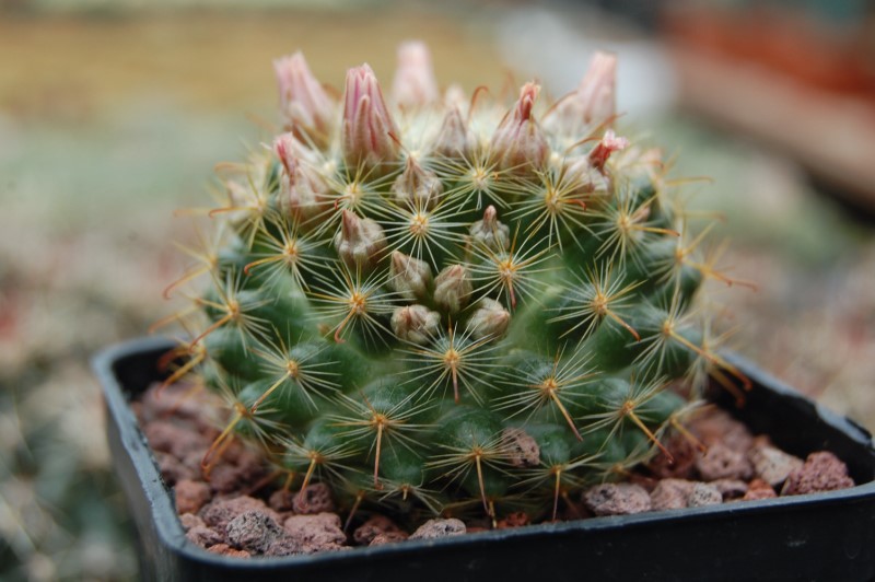 Mammillaria longiflora ssp. stampferi SB 495