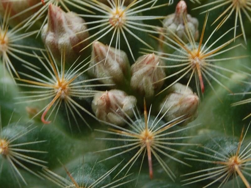 Mammillaria longiflora ssp. stampferi SB 495